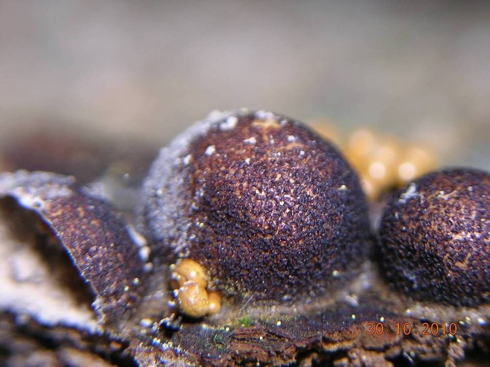 Lycogala exiguum image