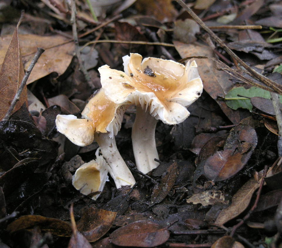 Hygrocybe brunnea image