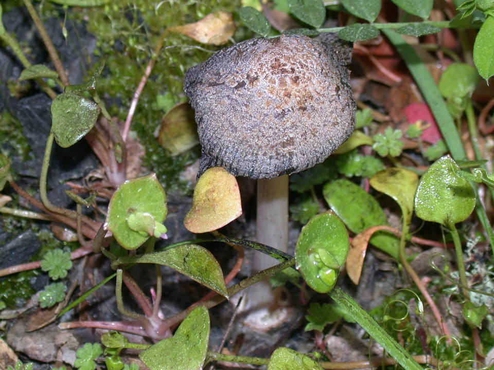 Coprinellus bipellis image