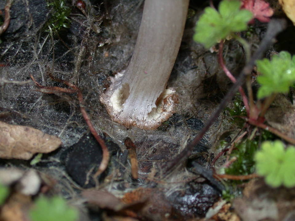 Coprinellus bipellis image