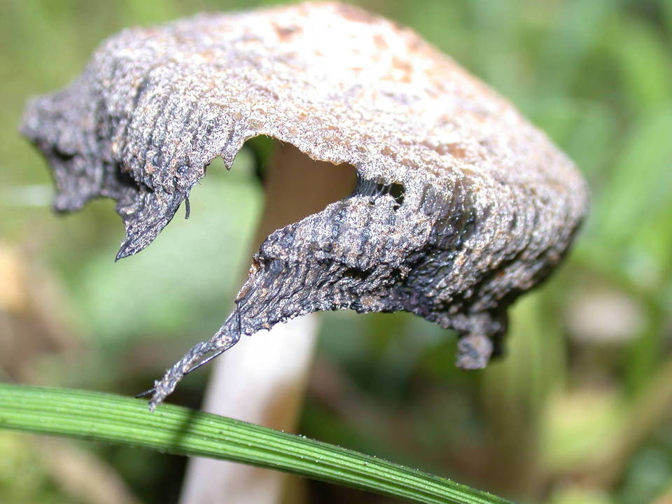 Coprinellus bipellis image