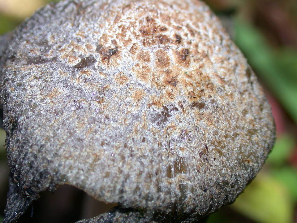 Coprinellus bipellis image