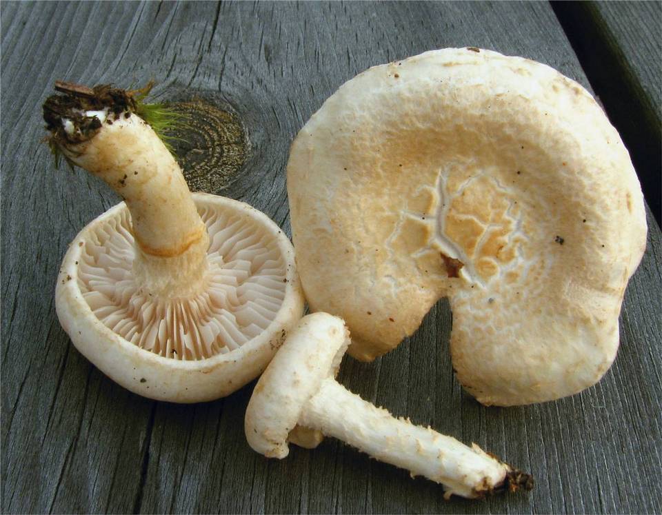 Inocybe terrigena image