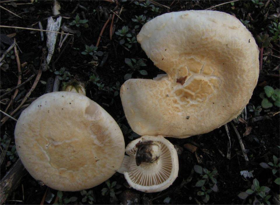 Inocybe terrigena image