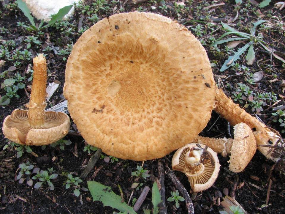 Inocybe terrigena image