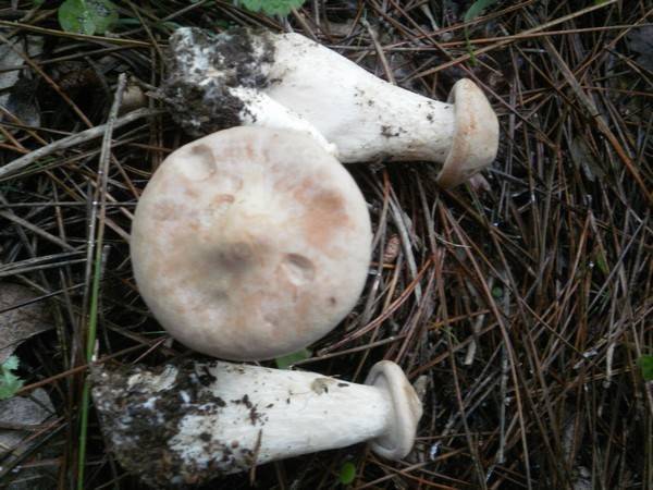 Infundibulicybe image