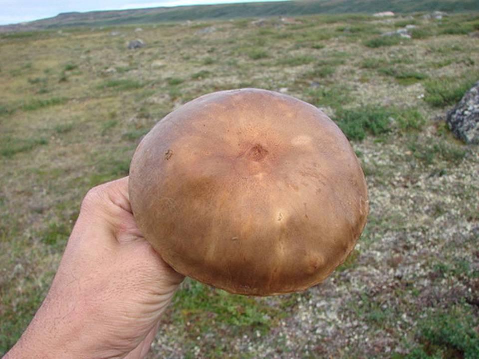 Leccinum rotundifoliae image