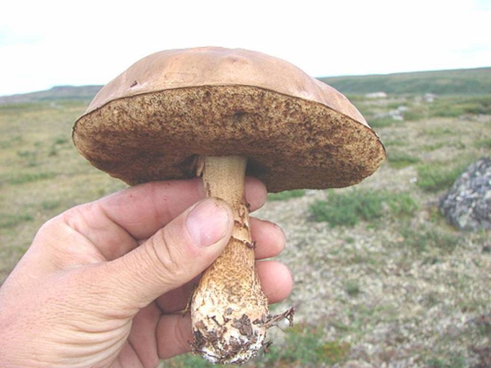 Leccinum rotundifoliae image