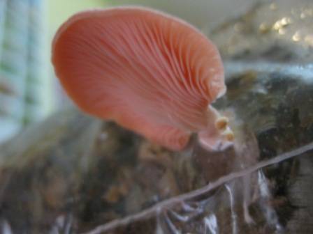 Pleurotus djamor var. roseus image