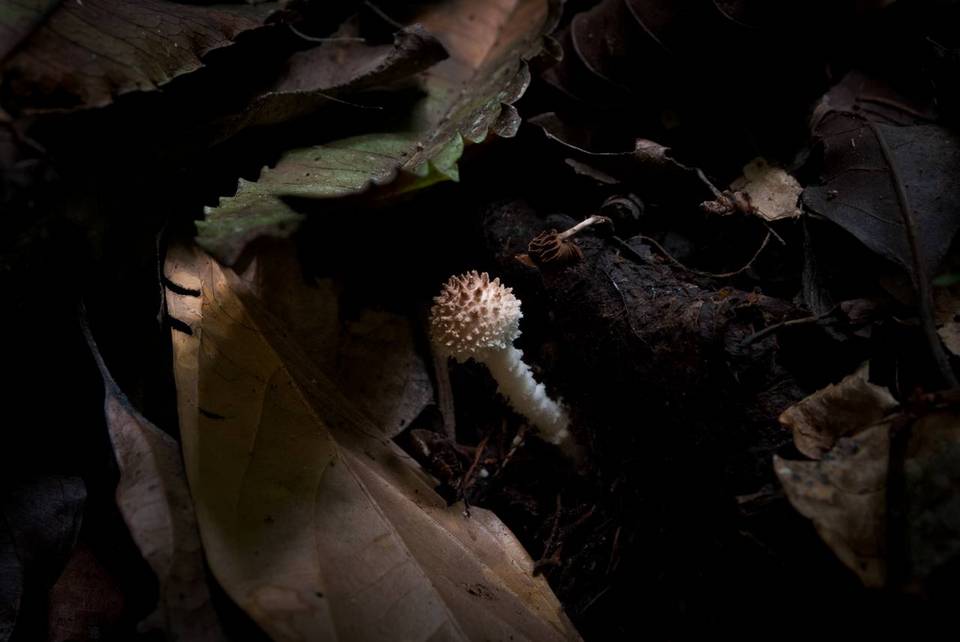 Cystolepiota pulverulenta image