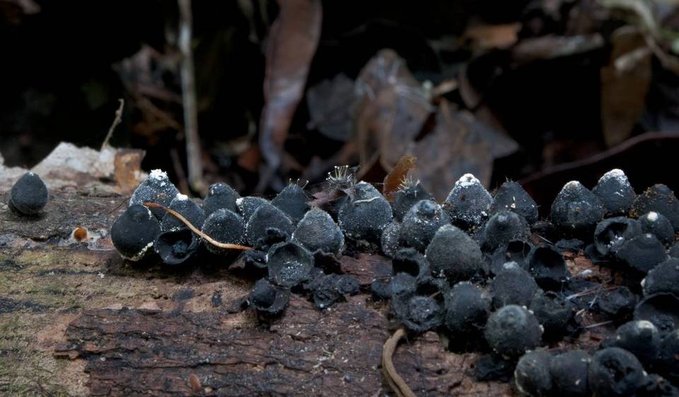 Phylacia poculiformis image