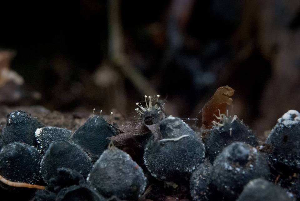 Phylacia poculiformis image