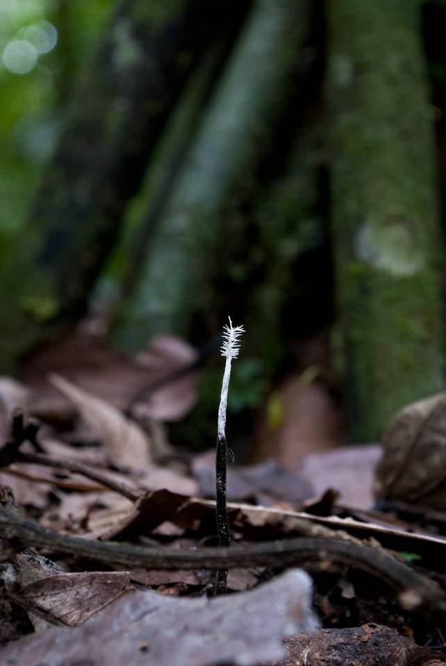 Xylaria comosa image