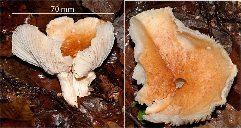 Hygrophorus nemoreus image