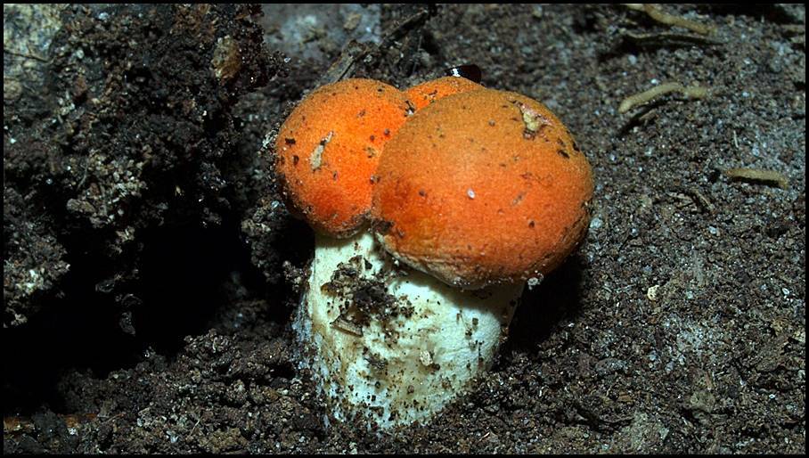 Rubinoboletus ballouii image