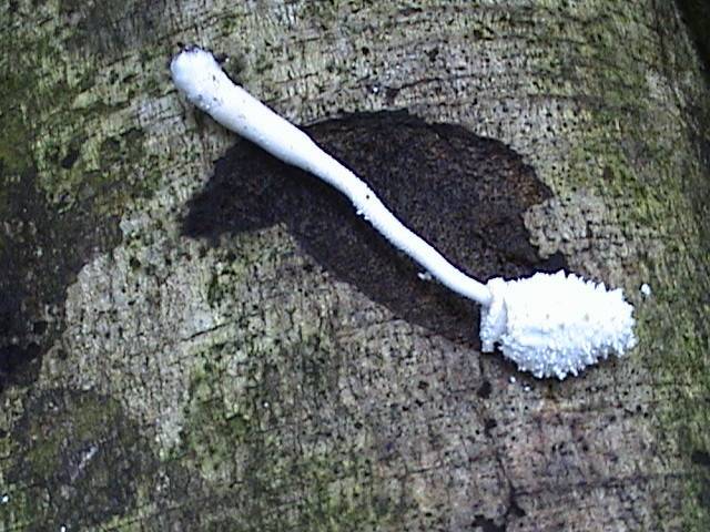 Leucocoprinus cretaceus image