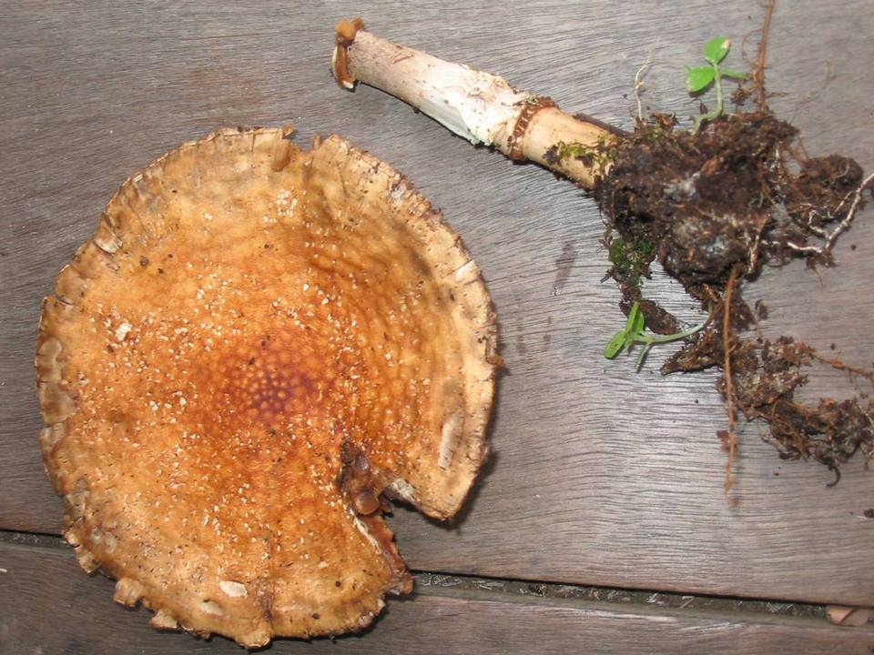 Echinoderma hemisclerum image