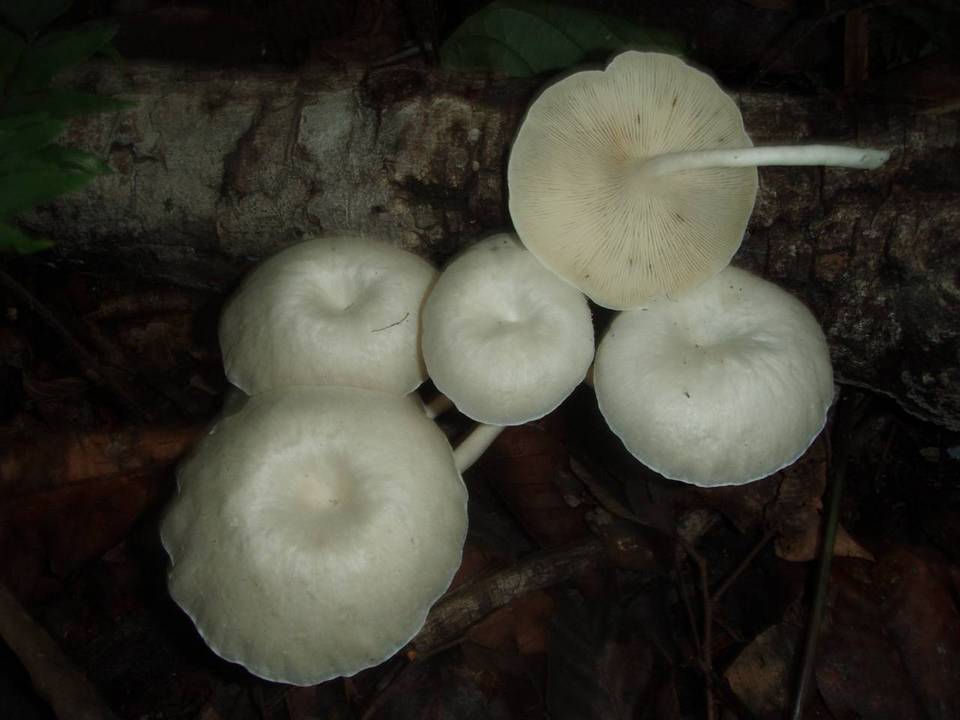 Lentinus concavus image
