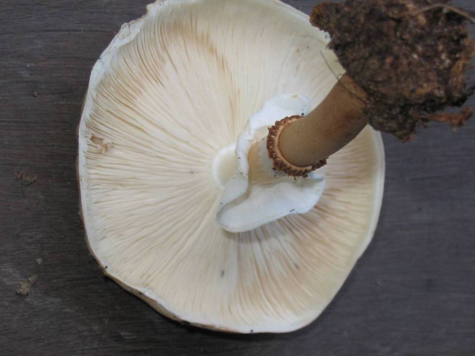 Echinoderma hemisclerum image