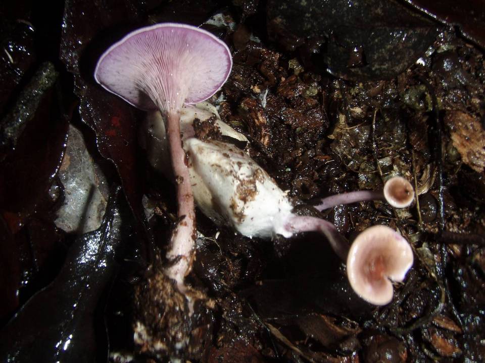Trogia cantharelloides image