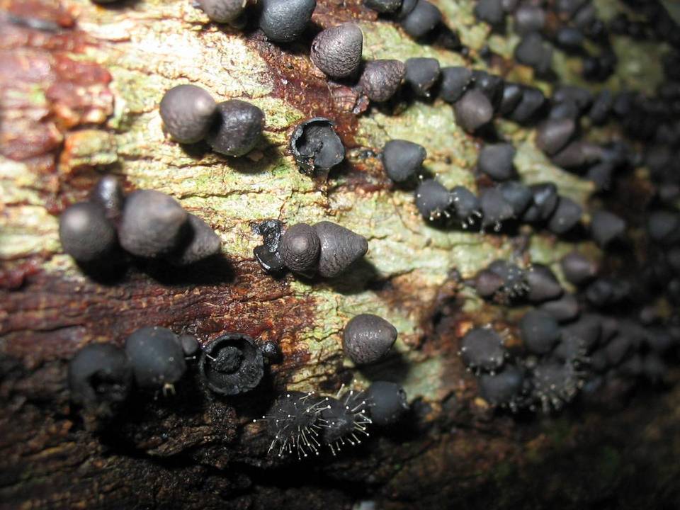 Phylacia poculiformis image