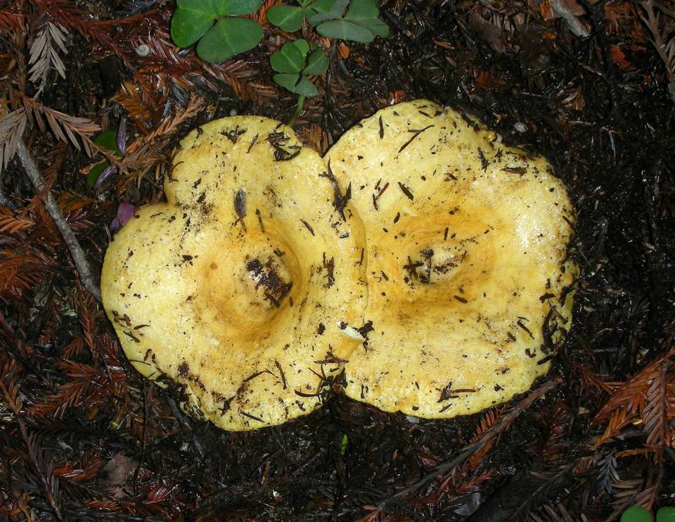 Lactarius scrobiculatus var. canadensis image