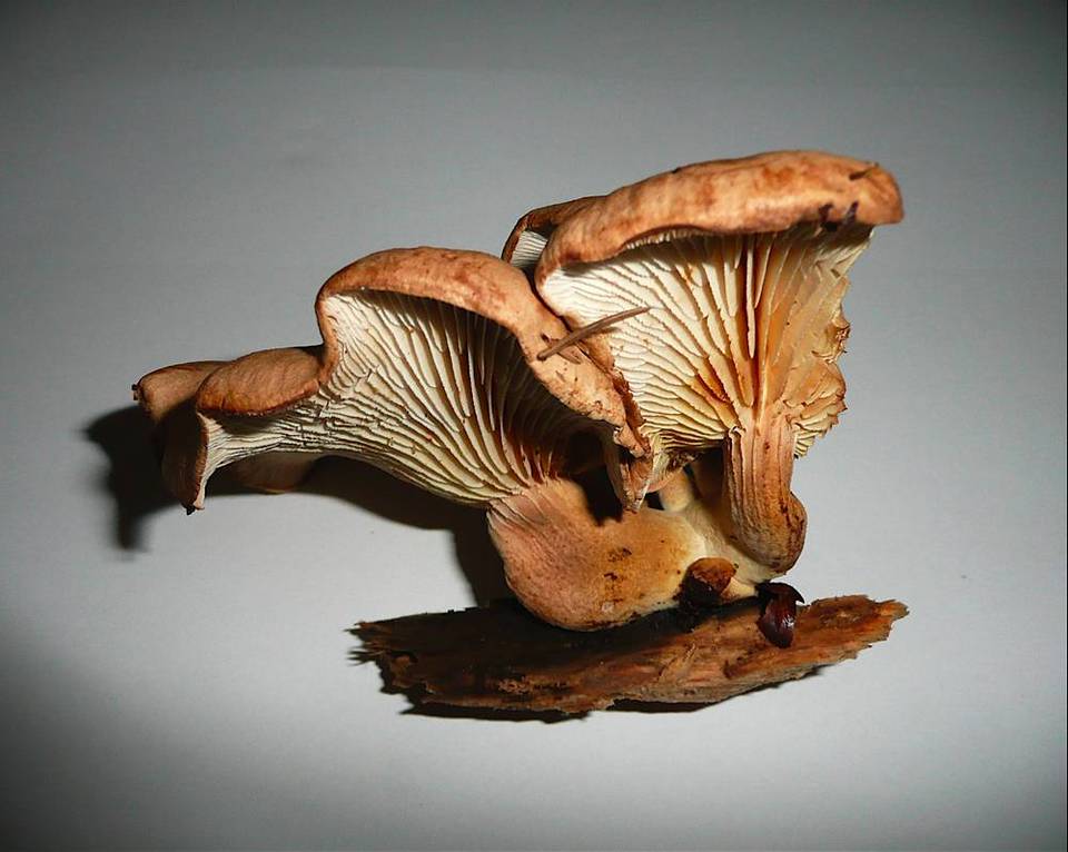 Neolentinus adhaerens image