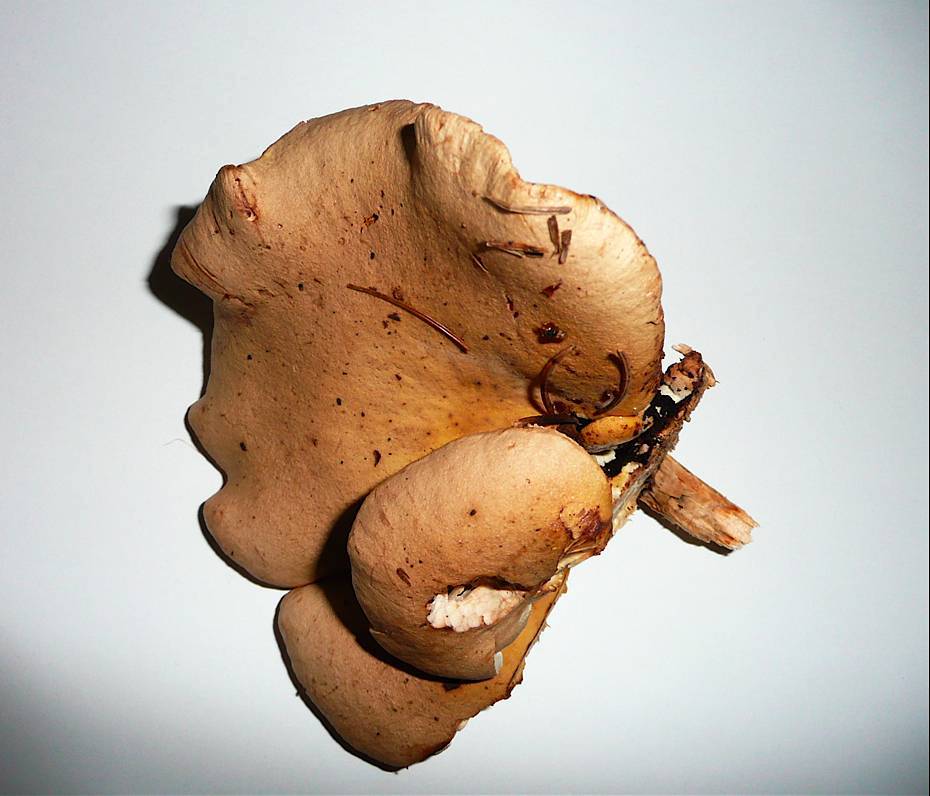 Neolentinus adhaerens image