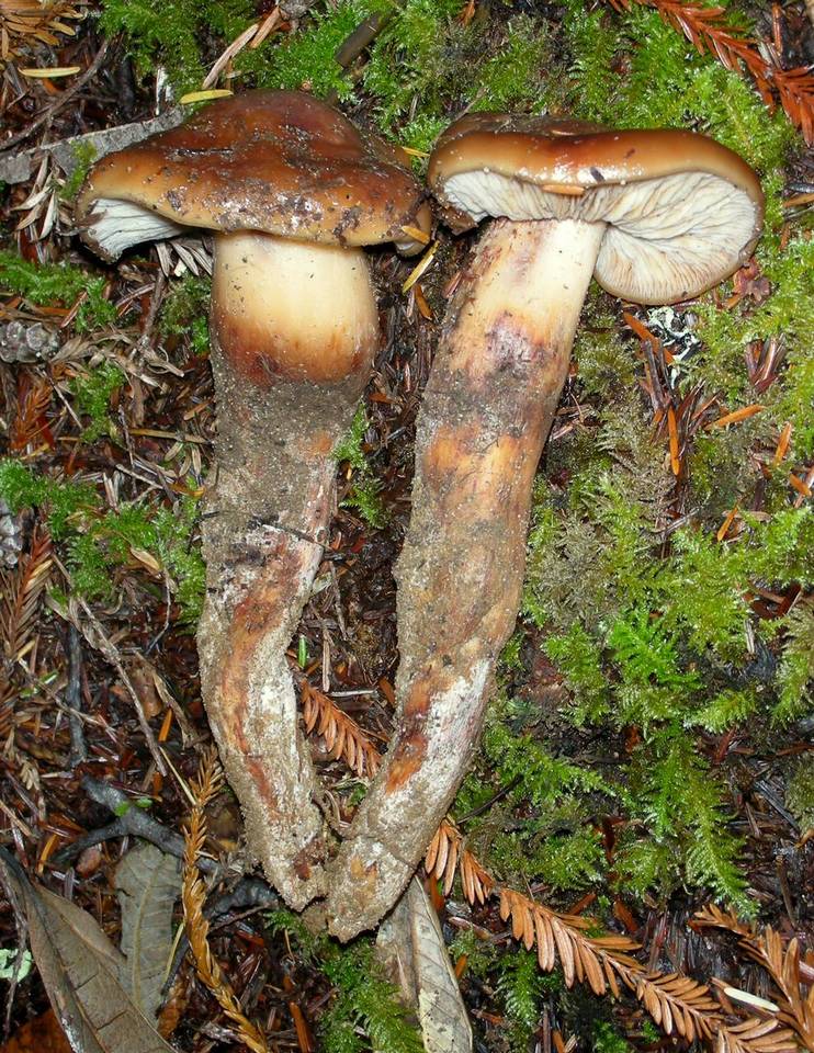 Phaeocollybia redheadii image