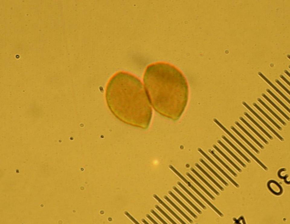 Phaeocollybia redheadii image