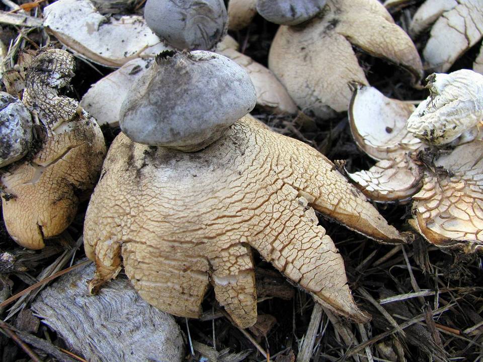 Geastrum smardae image