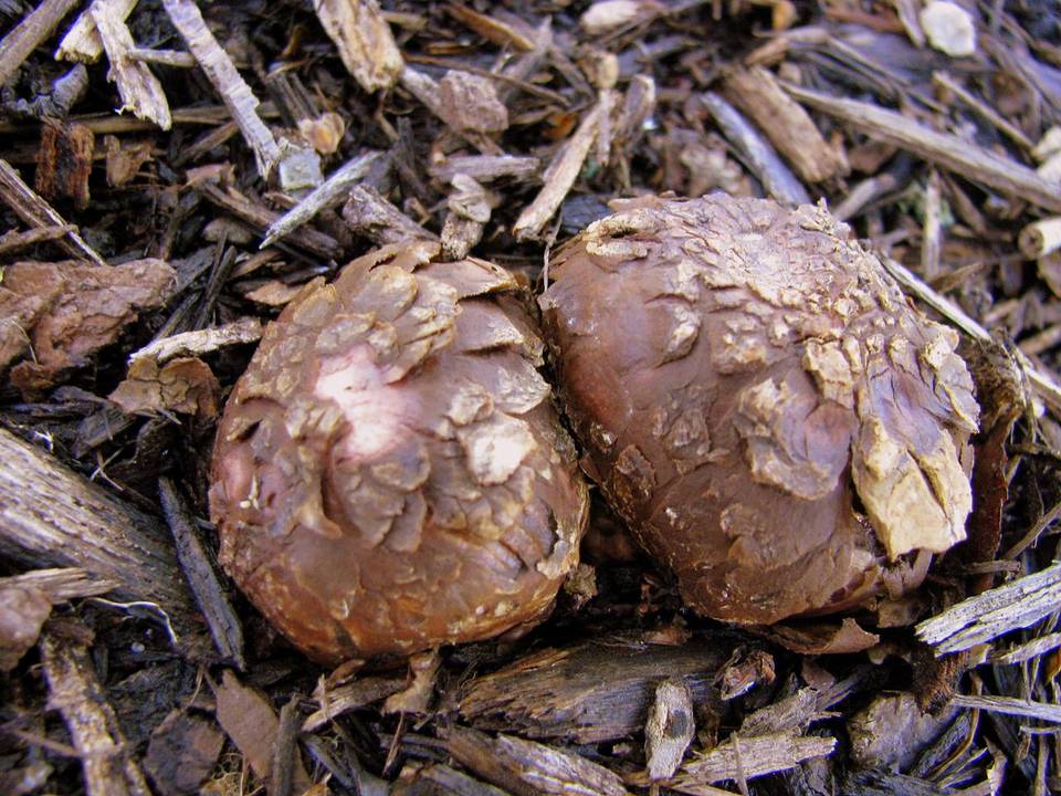 Geastrum smardae image