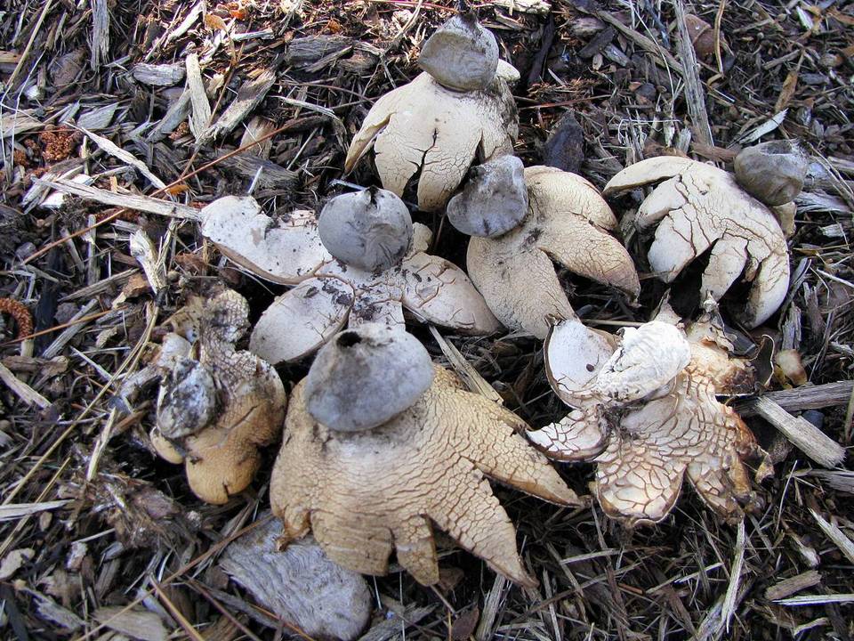 Geastrum smardae image