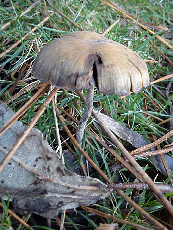 Psilocybe gallaeciae image