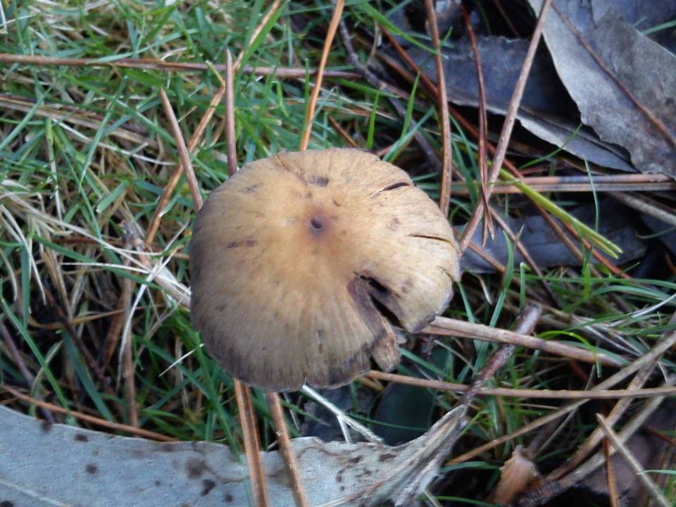 Psilocybe gallaeciae image