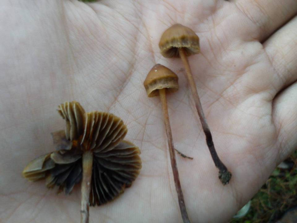 Psilocybe gallaeciae image