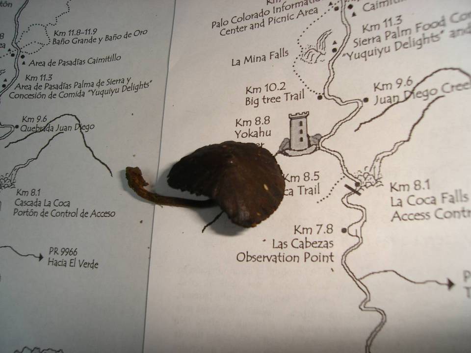 Psilocybe guilartensis image