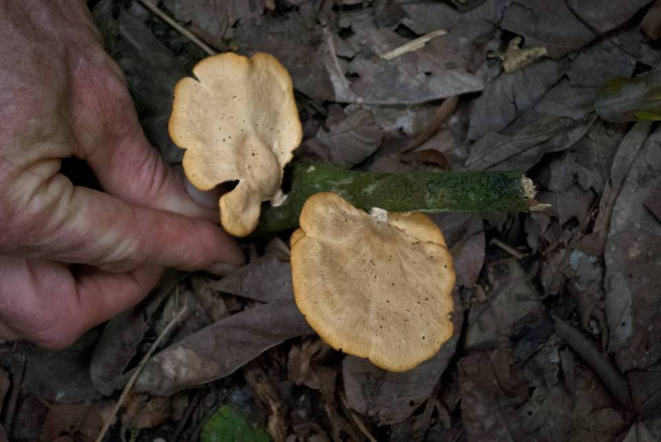 Favolus grammocephalus image