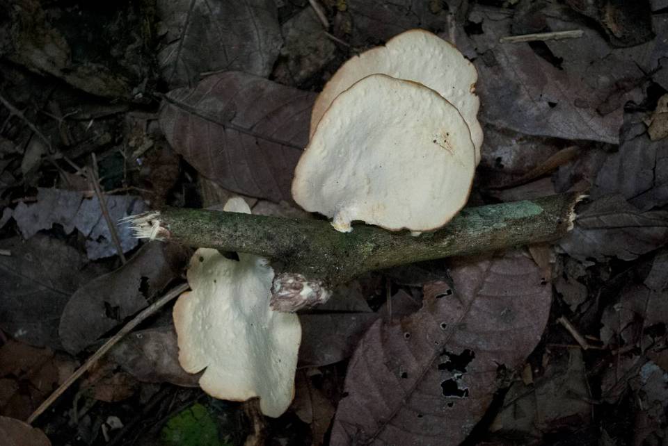 Favolus grammocephalus image