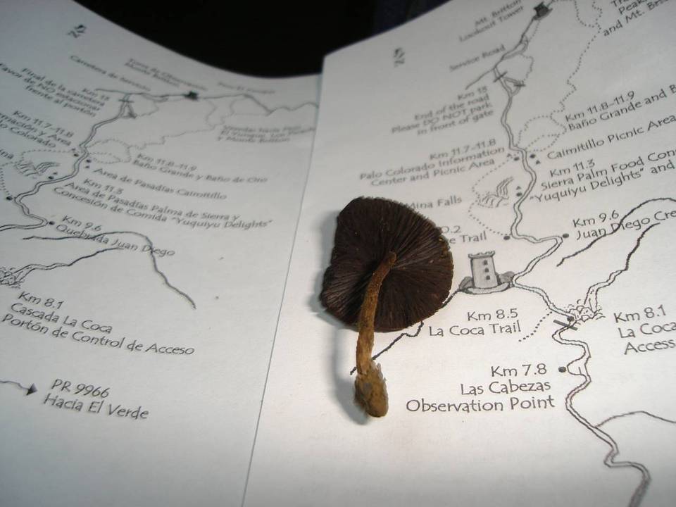Psilocybe guilartensis image