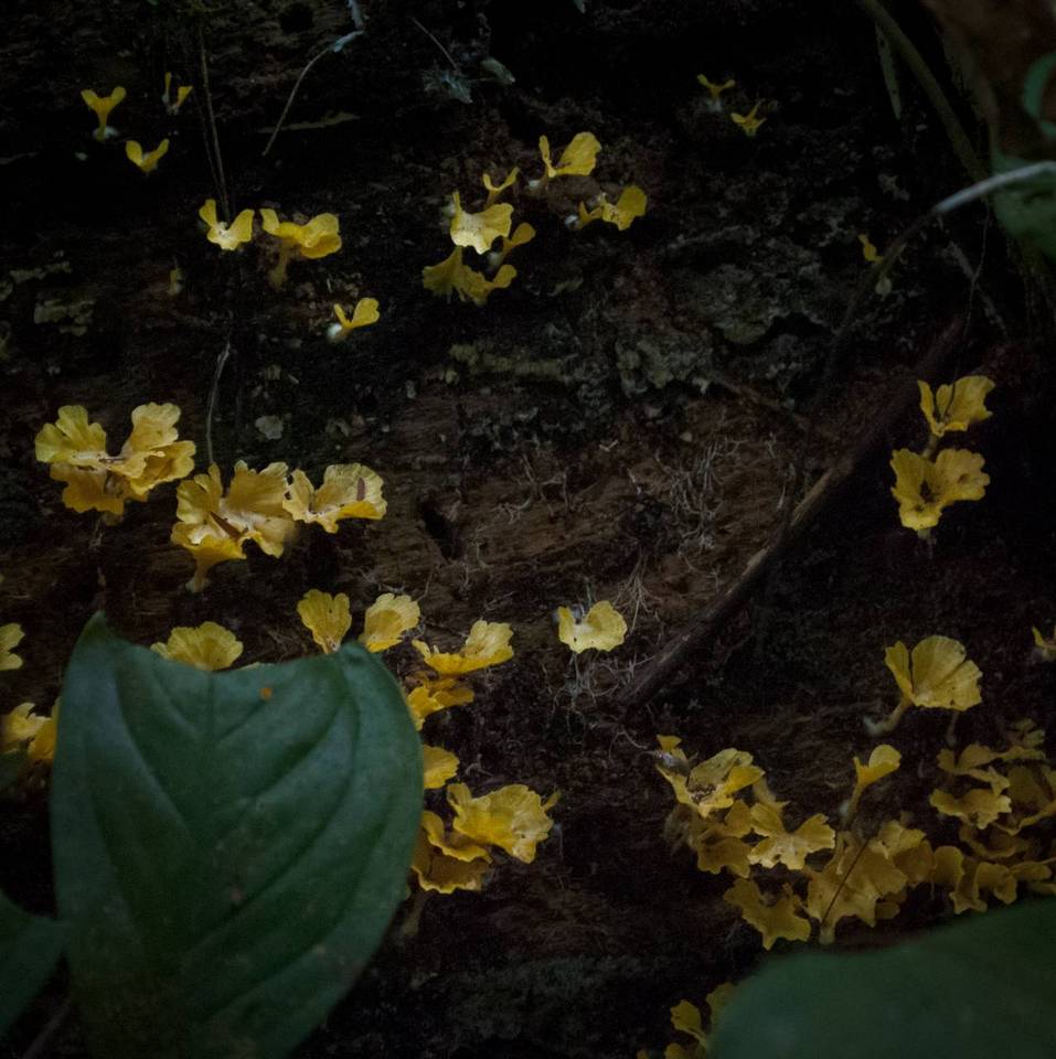 Cotylidia aurantiaca image