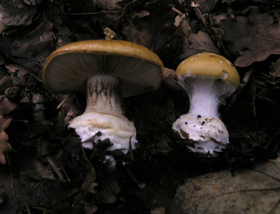 Cortinarius dalecarlicus image