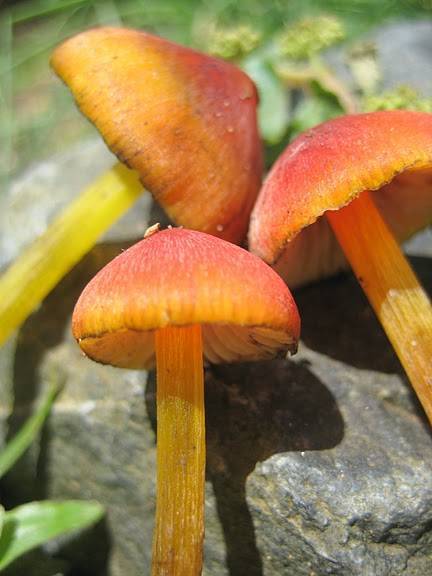 Hygrocybe nigrescens image