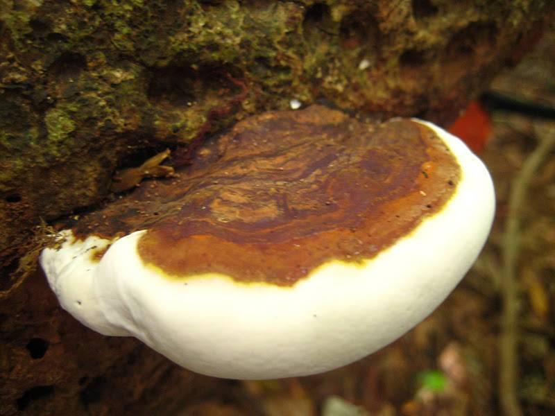 Ganoderma tuberculosum image