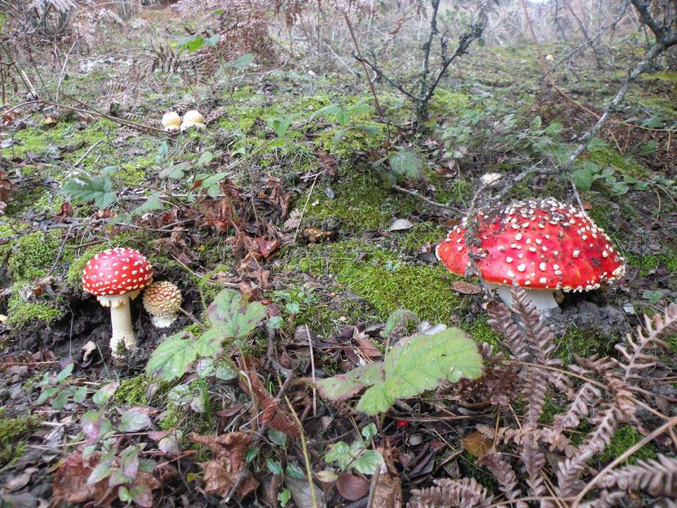 Amanita amerimuscaria image