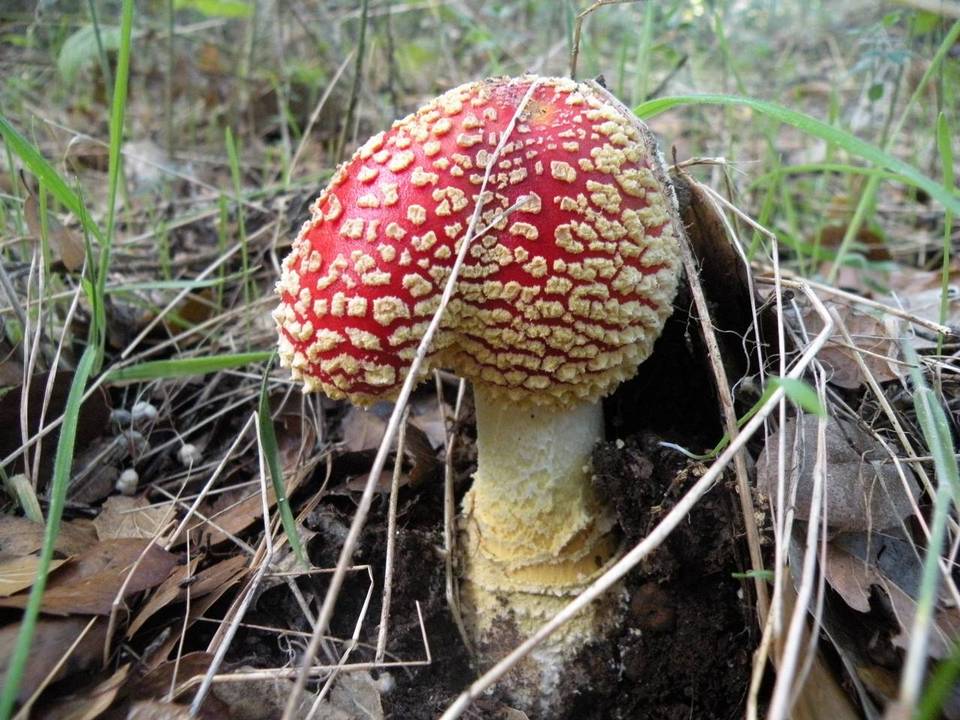 Amanita amerimuscaria image