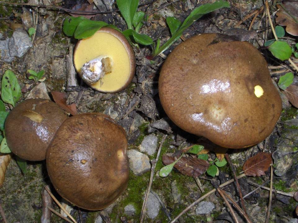 Suillus collinitus image