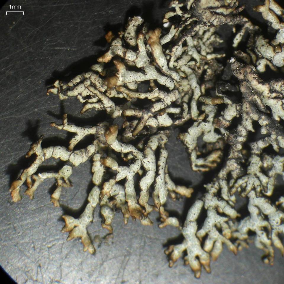 Brodoa oroarctica image