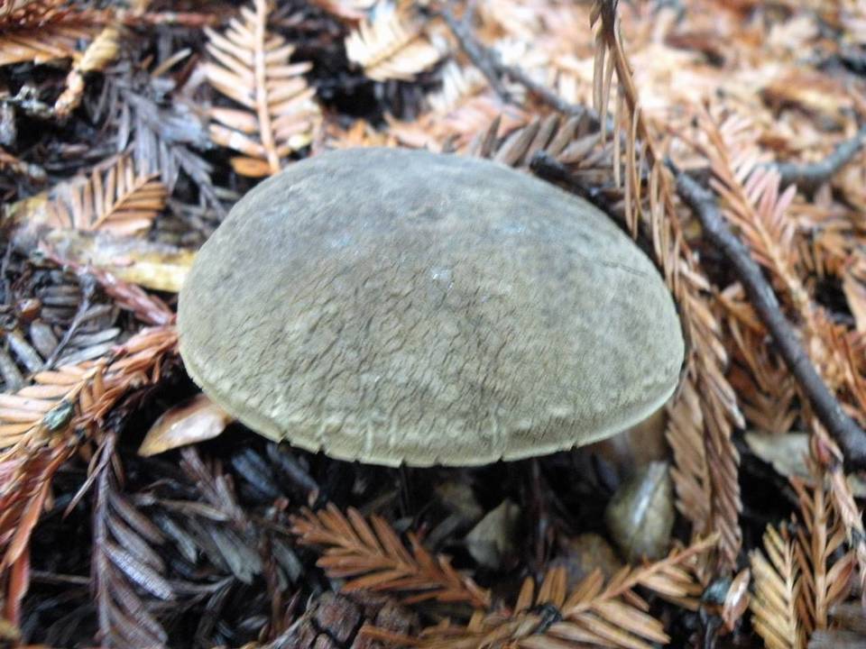 Xerocomus truncatus image