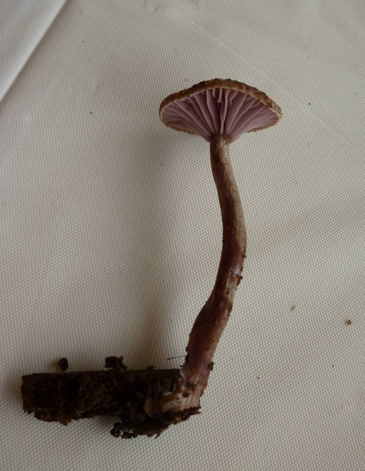 Pseudoomphalina angelesiana image
